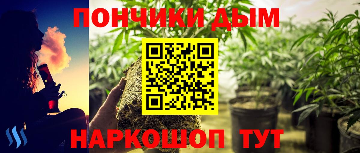 Шишки марихуана White Widow  Бошки марихуана план  Вход с VPN  Хасавюрт 
